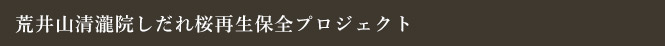 荒井山清瀧院しだれ桜再生保全プロジェクト