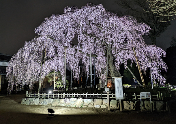 荒井山清瀧院しだれ桜